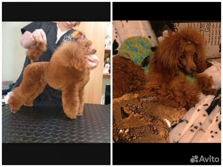 Той-Пудель Девочка