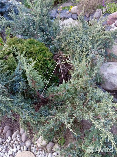 Можжевельник Holger