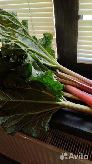 Чукрий Таджикий