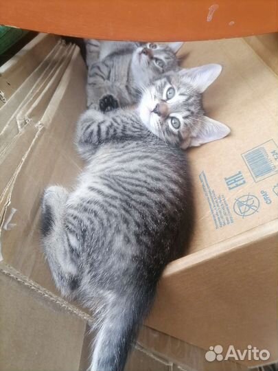 Котята сфинкс браш