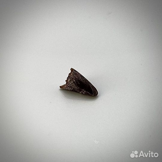 Зуб динозавра окаменелость ископаемый