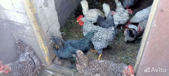 Петушки амрокс (6апреля вывод) и ухейиюль