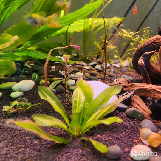 Эхинадорус