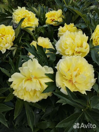 Пион Бартзелла, Лоллипоп и др