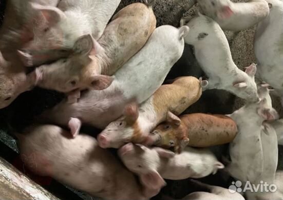 Мясо деревенское,свинина. Убой и доставка сегодня