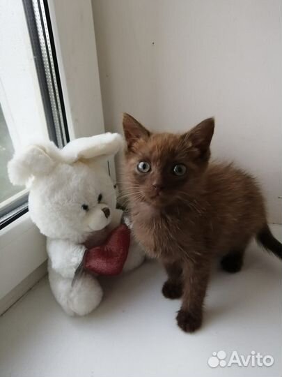 Котенок коричневый