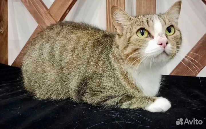 Соня-ласкуша