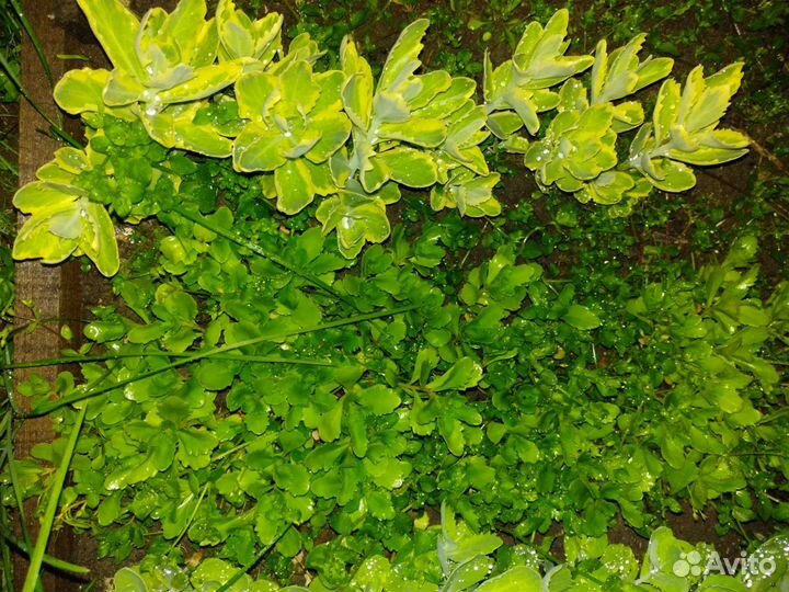 Очиток вариегатный