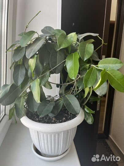 Стефанотис (мадагаскарский жасмин)