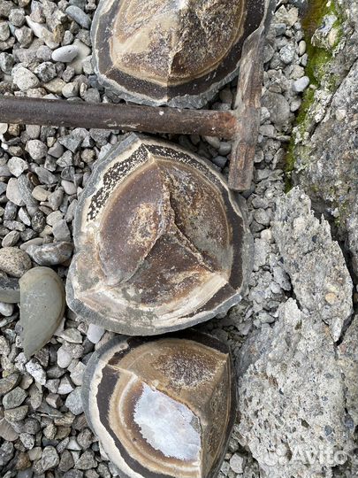 Камень Септария