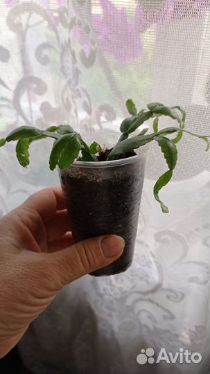 Зигокактус (декабрист)