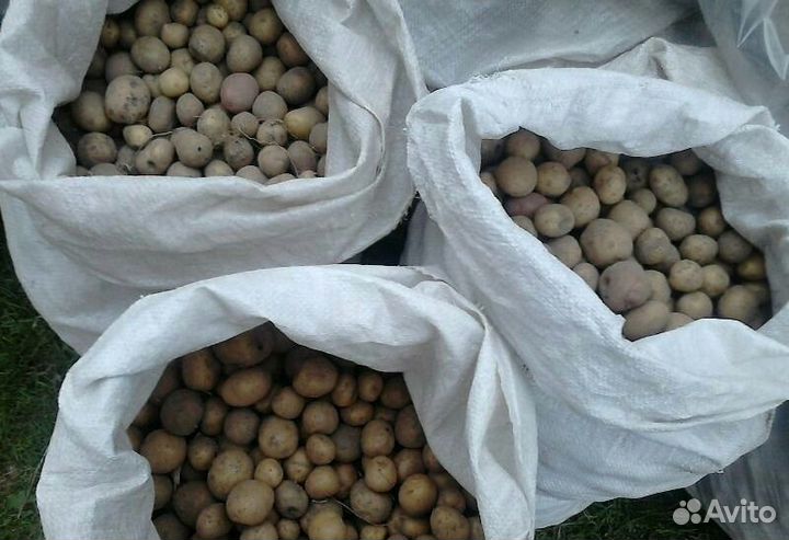 Картофель мелкий, средний
