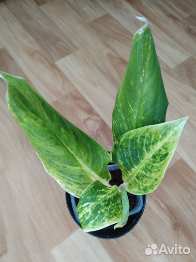 Аглаонема король сиама