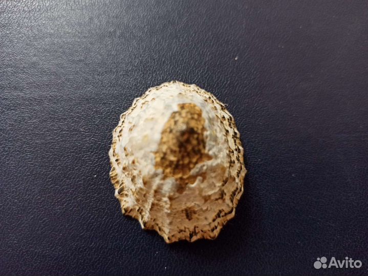 Морская раковина