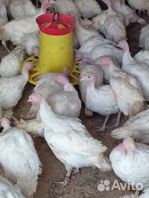 Индюшата белой широкогрудой индейки