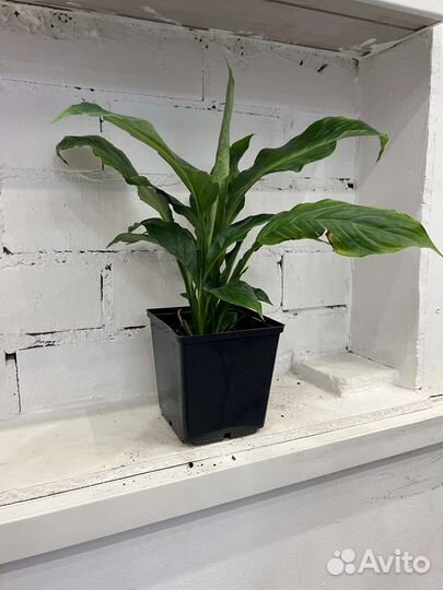 Спатифиллум женское счастье