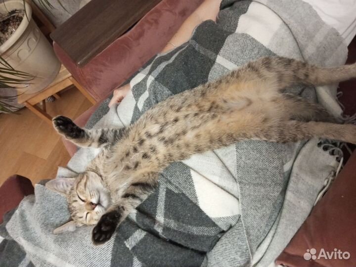 Котёнок девочка в добрые руки