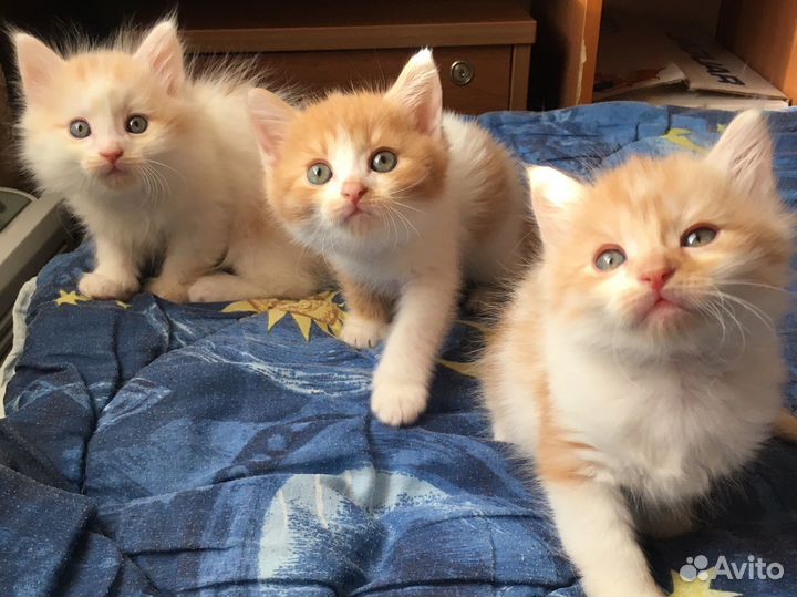 Котята в добрые руки