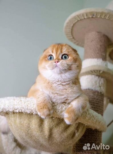Шотландские котята вислоухие золотая шиншилла