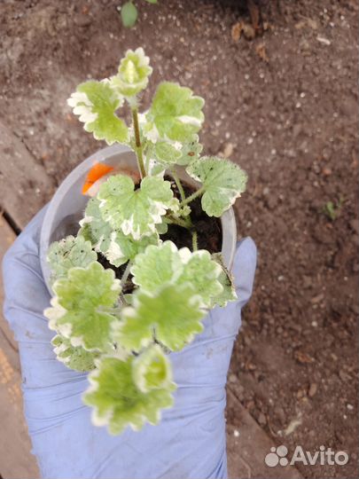 Ампельные растения