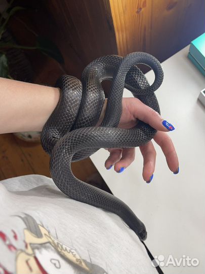 Змея. Королевская Нигрита. Самка