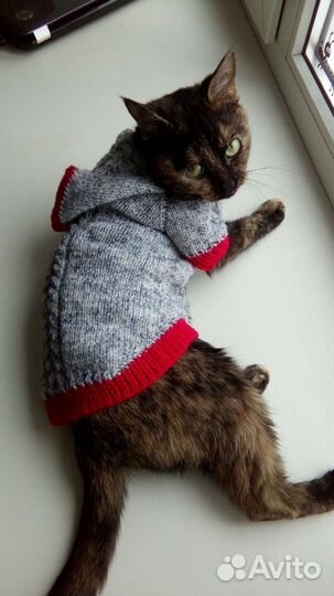 Одежда для животного