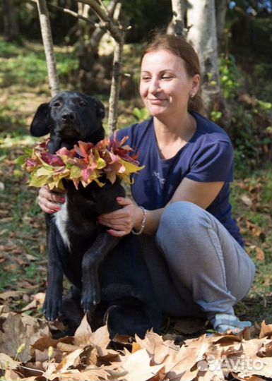 Собака в добрые руки