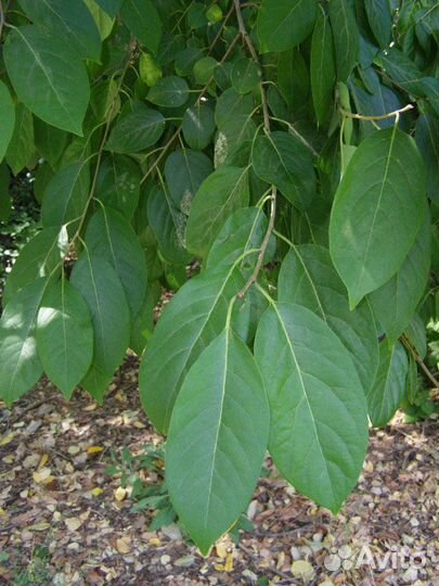 Хурма виргинская, семена