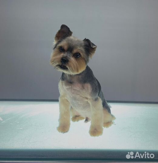 Стрижка собак и кошек, груминг обучение