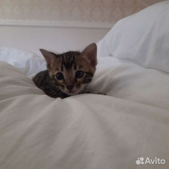 Бенгальская кошечка