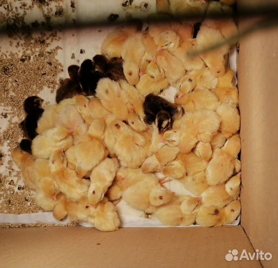 Перепелята