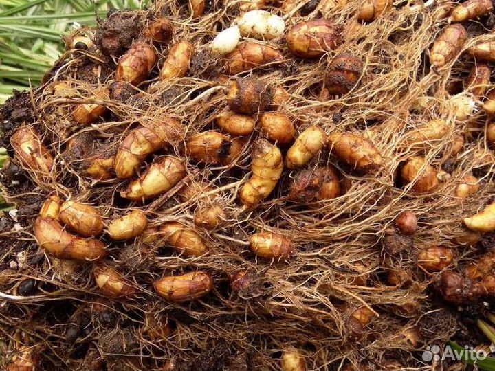 Чуфа (земляной миндаль), семена