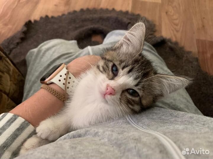 Котёнок