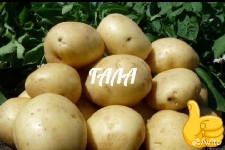 Семенной картофель
