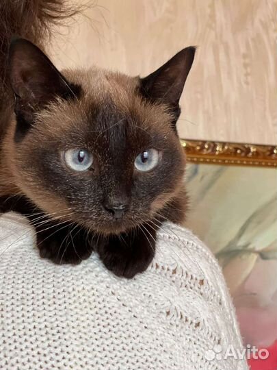 Кошка в дар