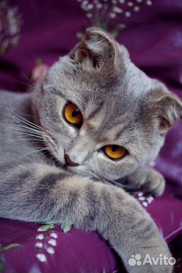 Передержка животных