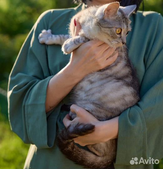 Кошечка метис шотландской
