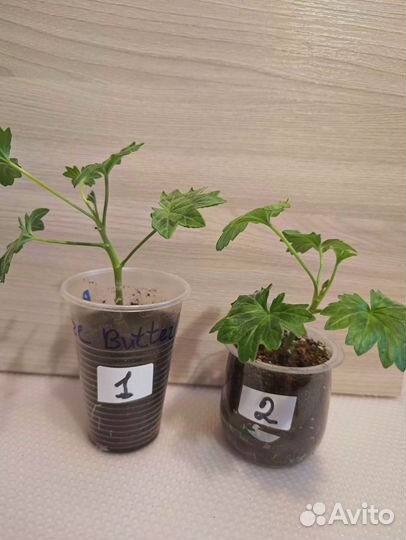 Пеларгония стеллар сортовая