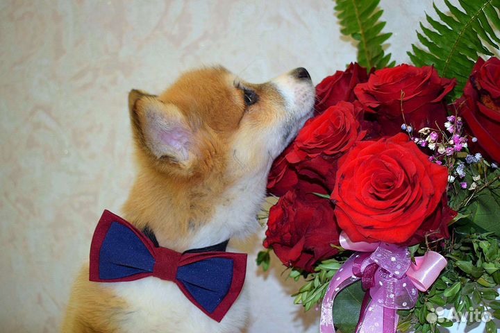 Лучшие щенки корги