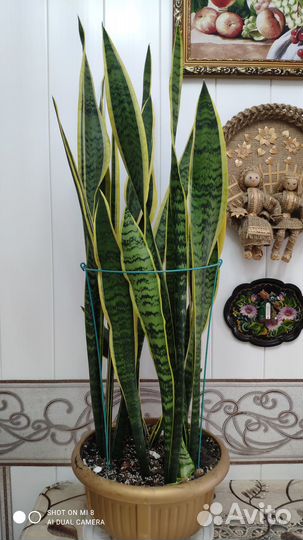 Комнатные цветы