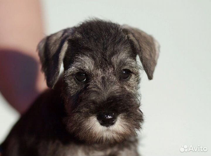 Цвергшнауцер щенки