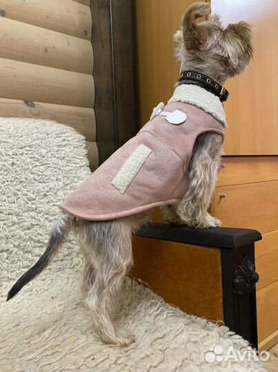 Одежда для собак