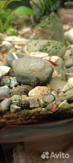 Теодоксус улитка а также растения