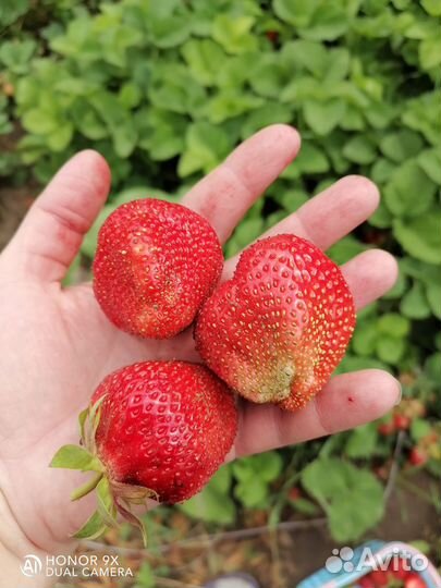 Клубника саженцы