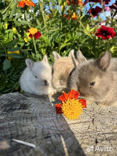 Самые маленькие карликовые декоративные кролики