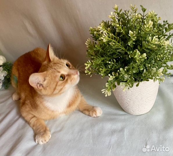 Самая слалкая кошечка