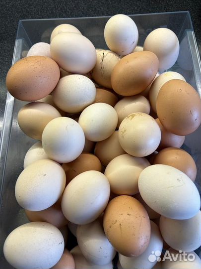 Куры несушки доминант