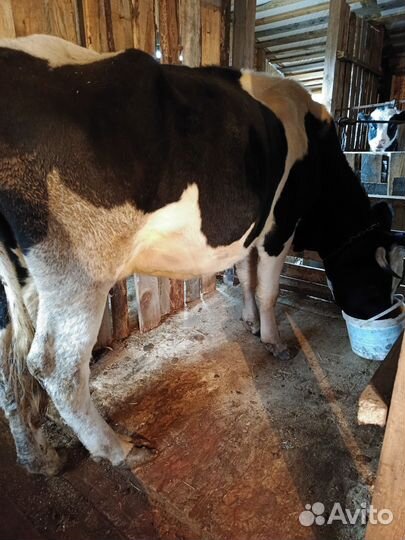 Корова дойная