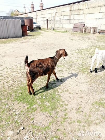 Козы нубийские