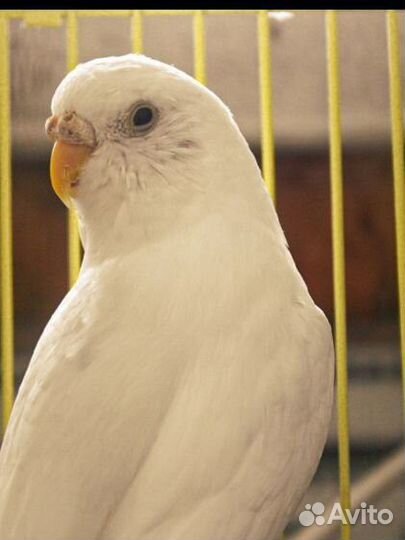 Волнистый попугай с клеткой